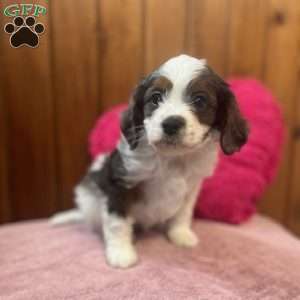 George, Cavapoo Puppy